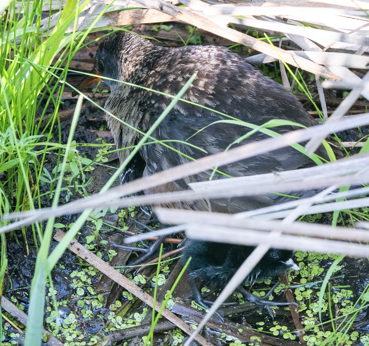 Virginia Rail - ML638291148
