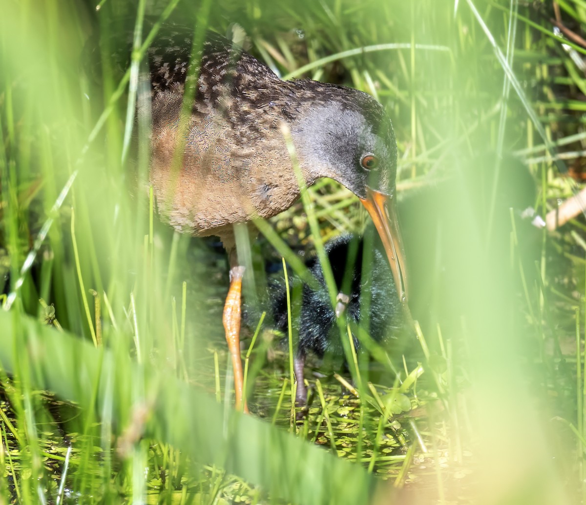 Virginia Rail - ML638291149