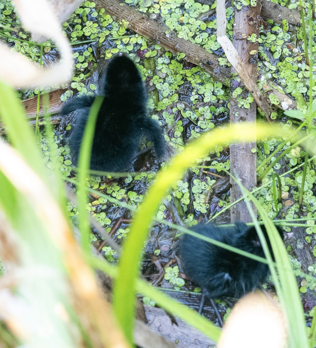 Virginia Rail - ML638291152