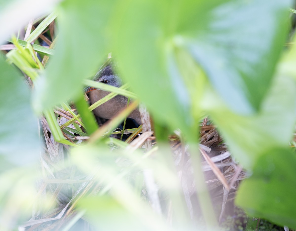 Virginia Rail - ML638291154