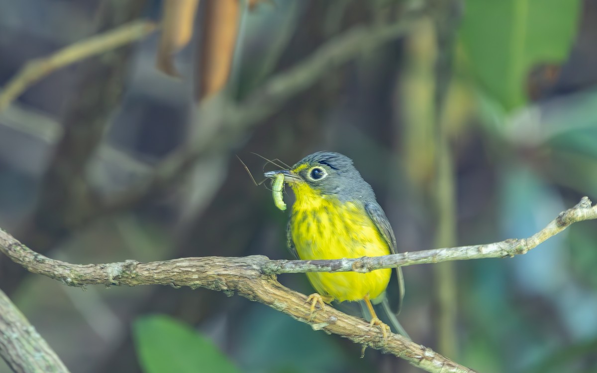 Canada Warbler - ML638291155
