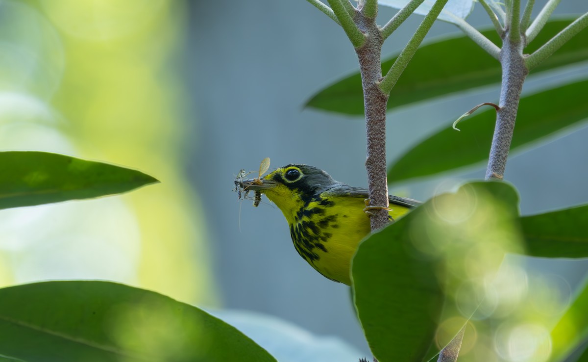 Canada Warbler - ML638291157
