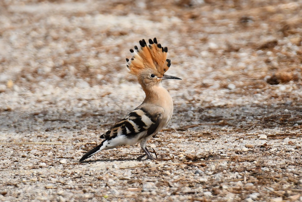 Eurasian Hoopoe - ML638291162