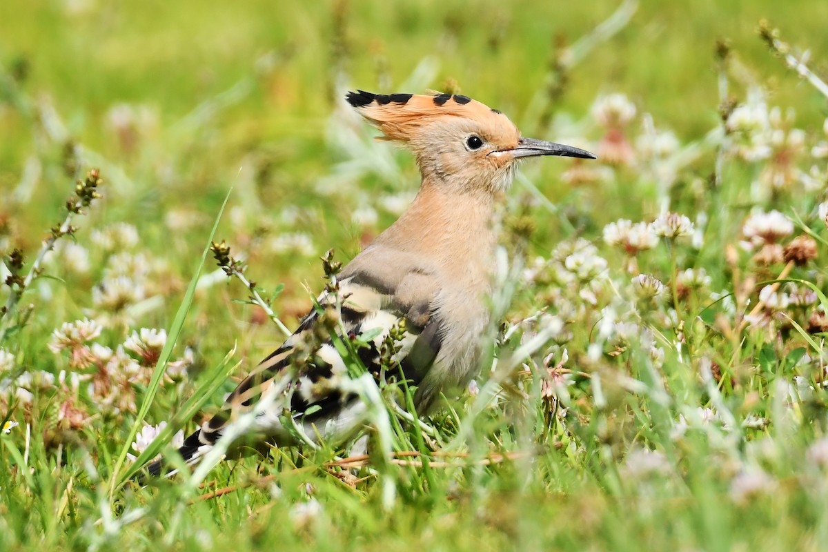 Eurasian Hoopoe - ML638291163