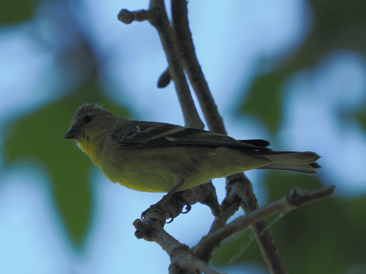 Lesser Goldfinch - ML638291166