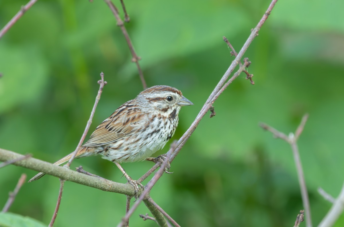 Song Sparrow - ML638291171