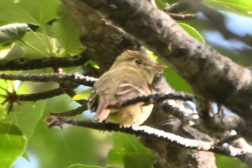 Western Flycatcher - ML638291173