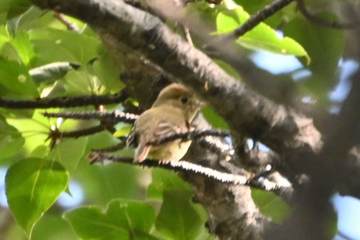 Western Flycatcher - ML638291174