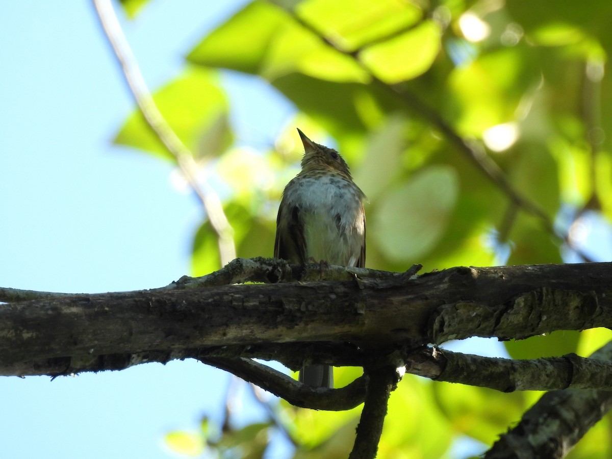 Swainson's Thrush - ML638291182