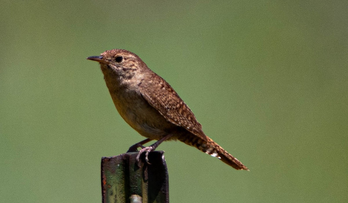 Northern House Wren - ML638291185