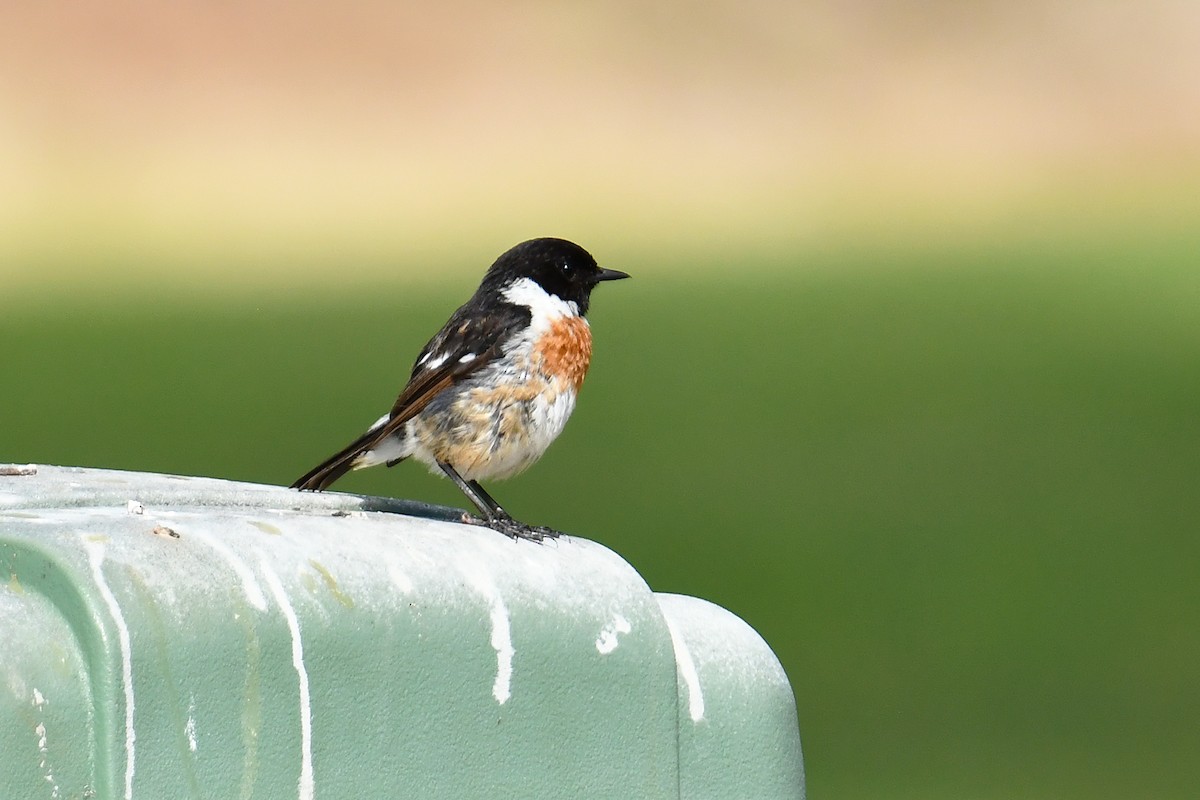 European Stonechat - ML638291189