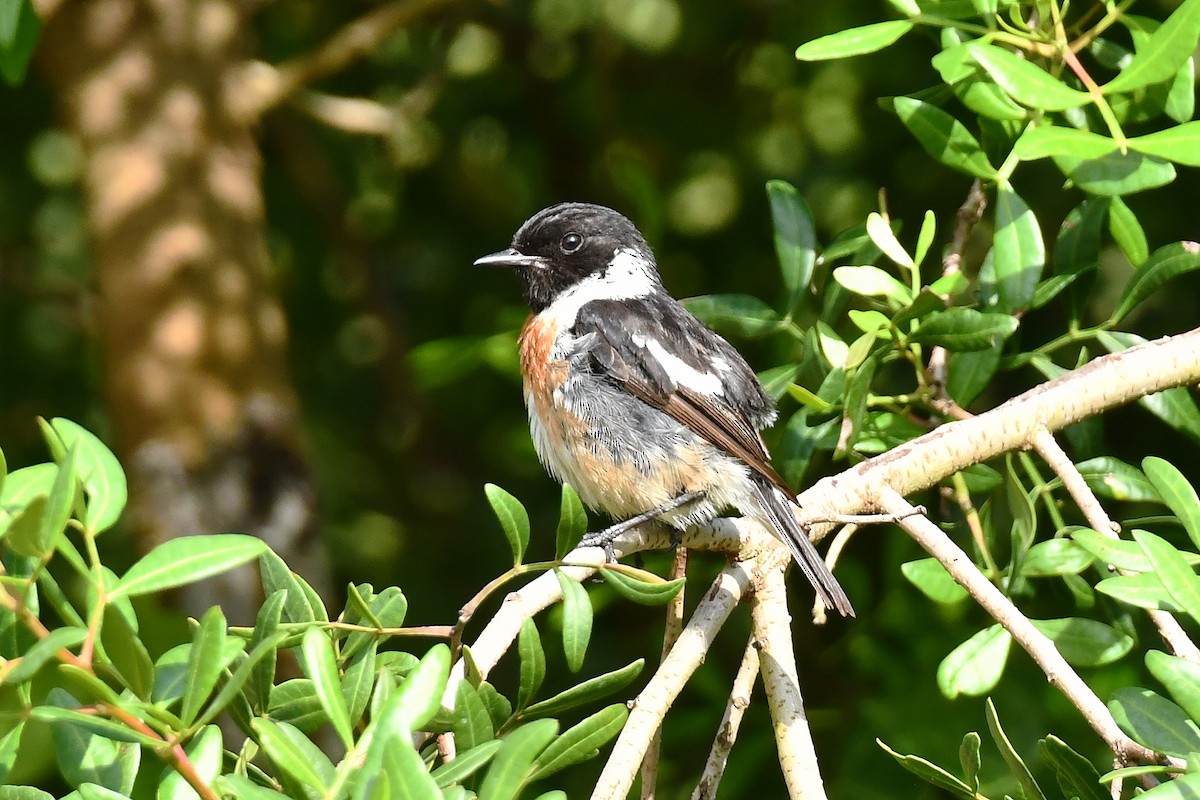 European Stonechat - ML638291190