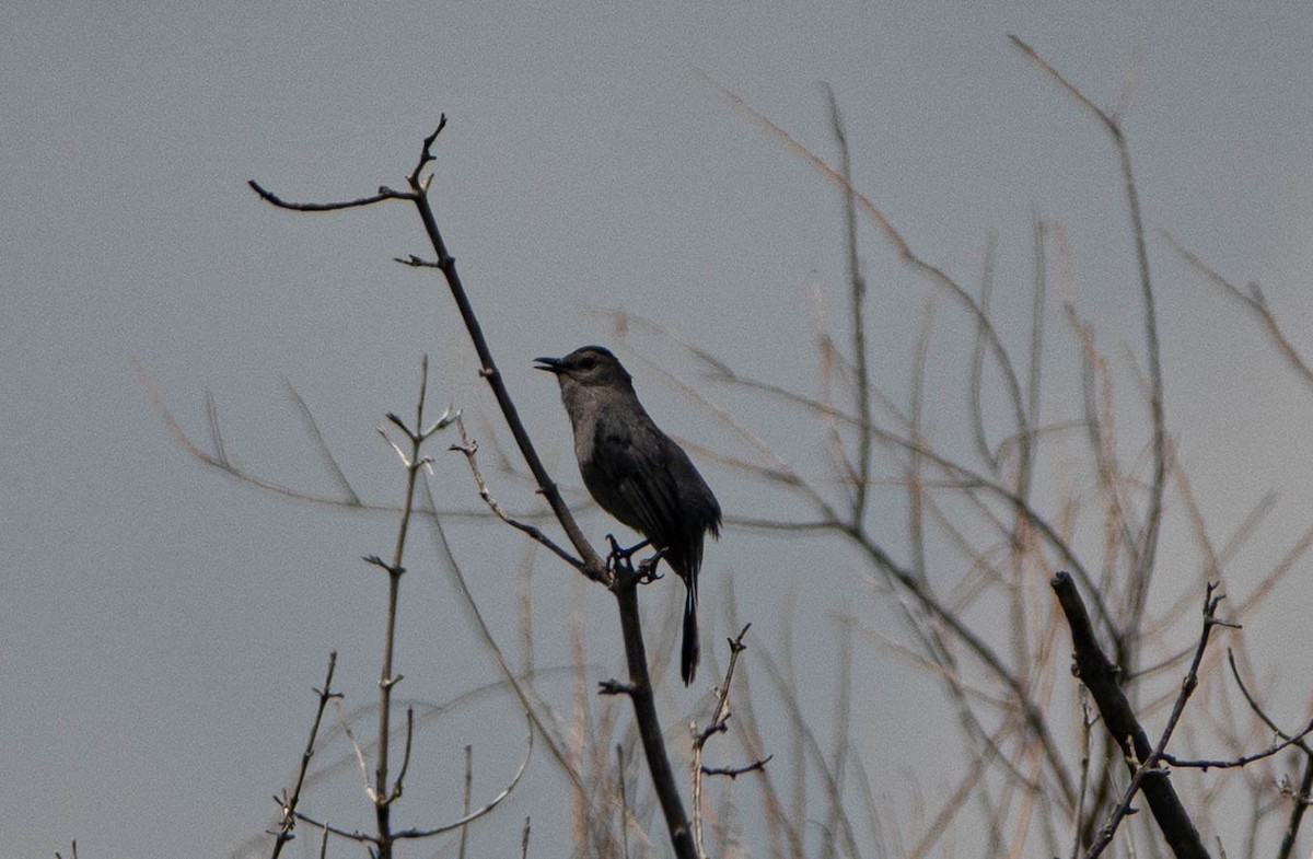 Gray Catbird - ML638291194