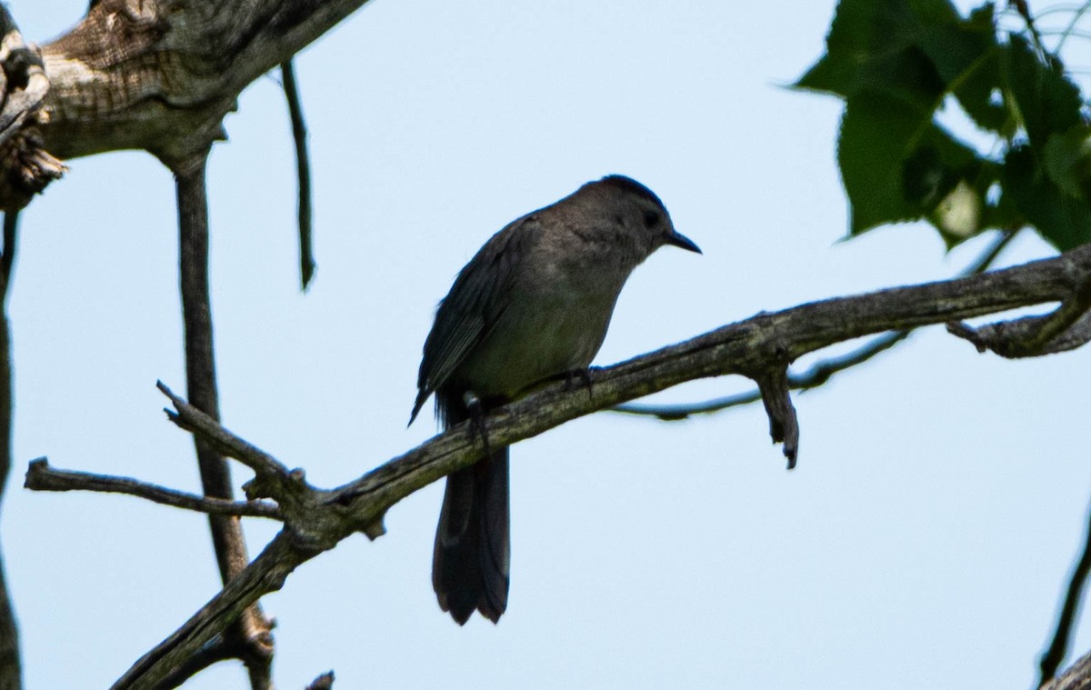 Gray Catbird - ML638291195