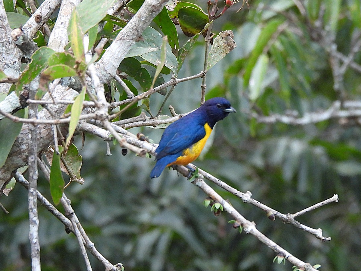Rufous-bellied Euphonia - ML638291196
