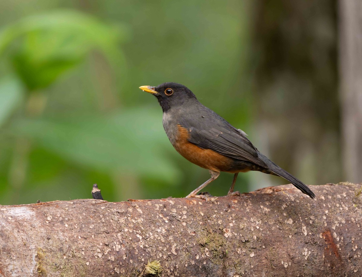 Chestnut-bellied Thrush - ML638291198