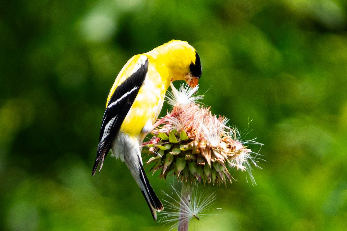 gulstillits - ML638291203