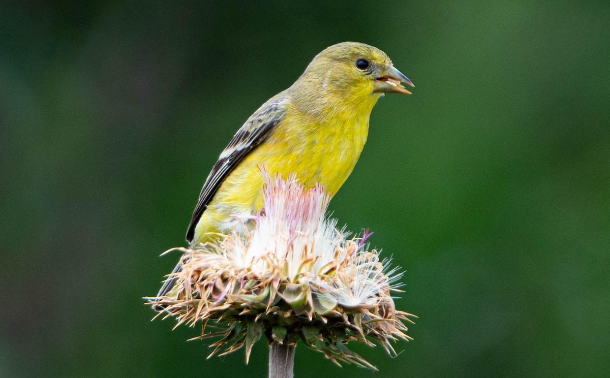 gulstillits - ML638291204