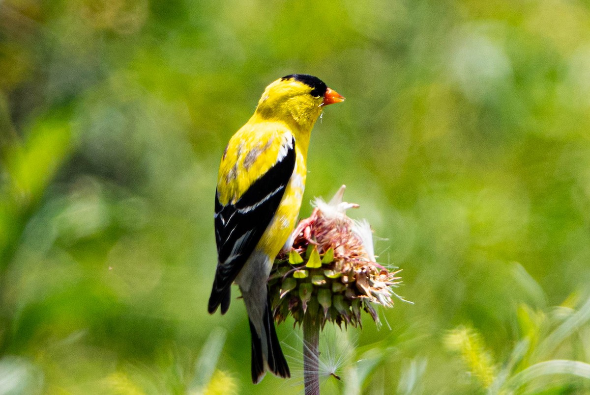 gulstillits - ML638291205