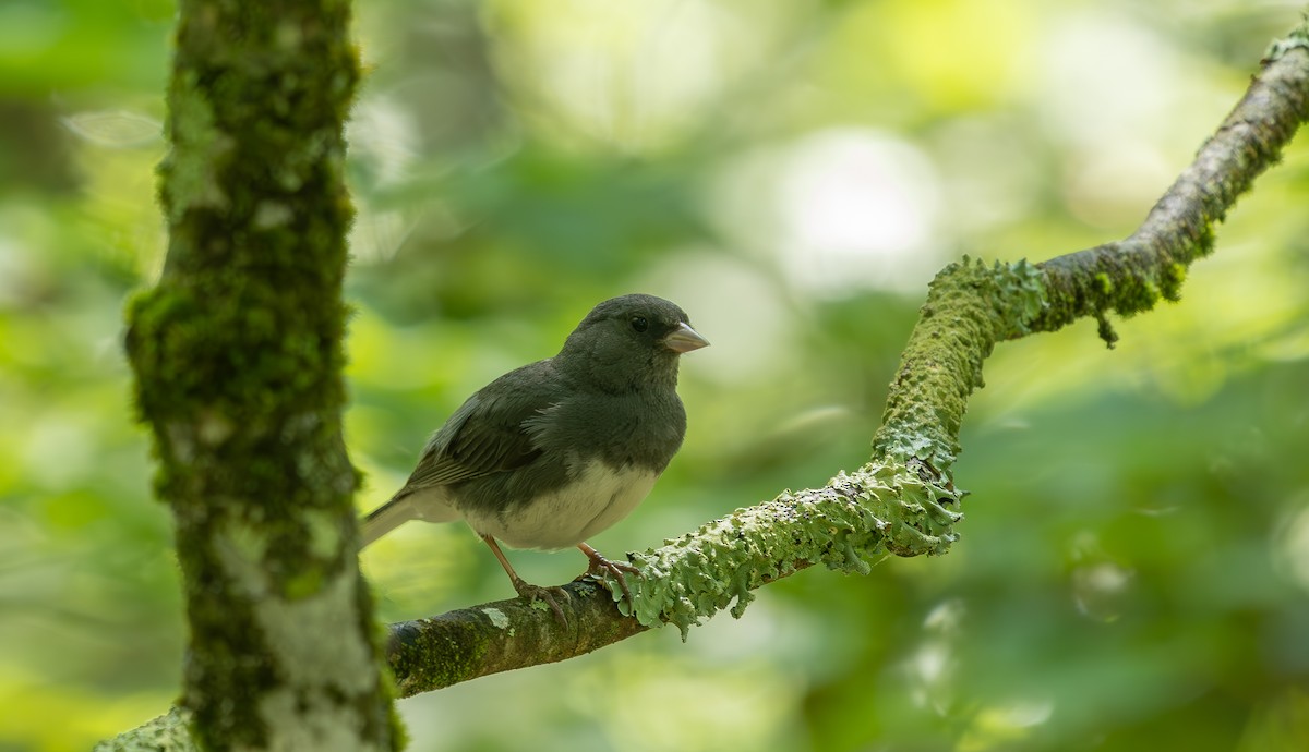 Dark-eyed Junco - ML638291210