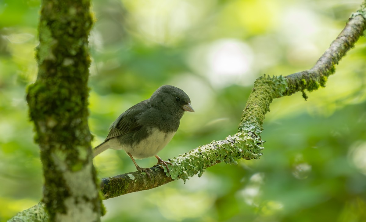 Dark-eyed Junco - ML638291211