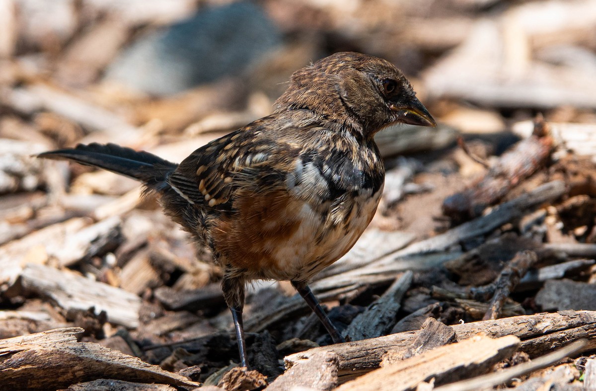 Spotted Towhee - ML638291214