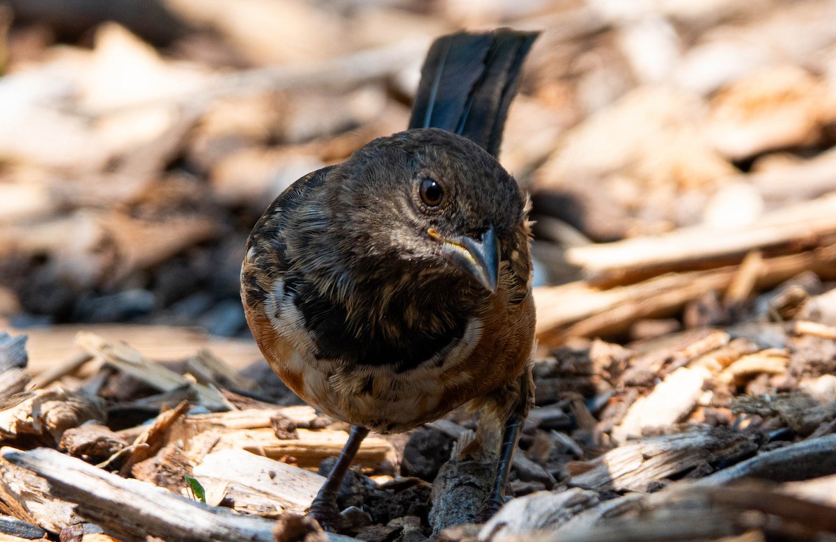 Spotted Towhee - ML638291215