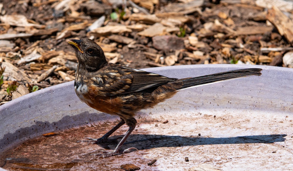 Spotted Towhee - ML638291216