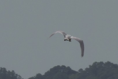 Roseate Spoonbill - ML638291220