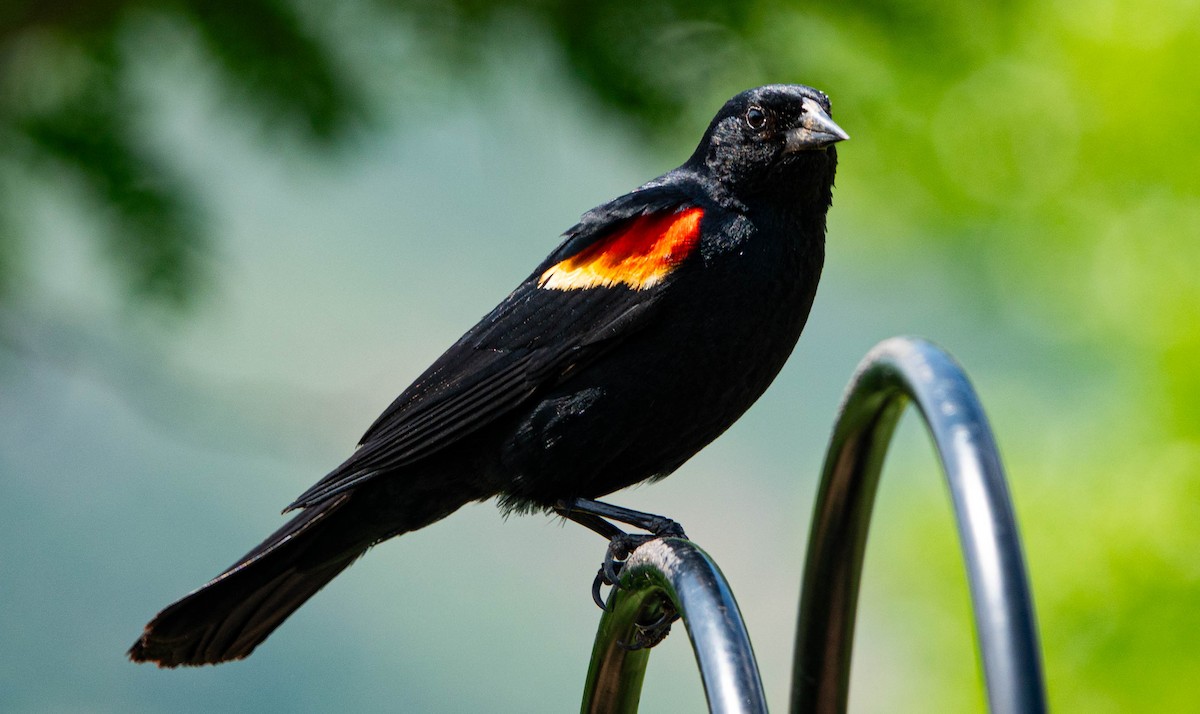 Red-winged Blackbird - ML638291222
