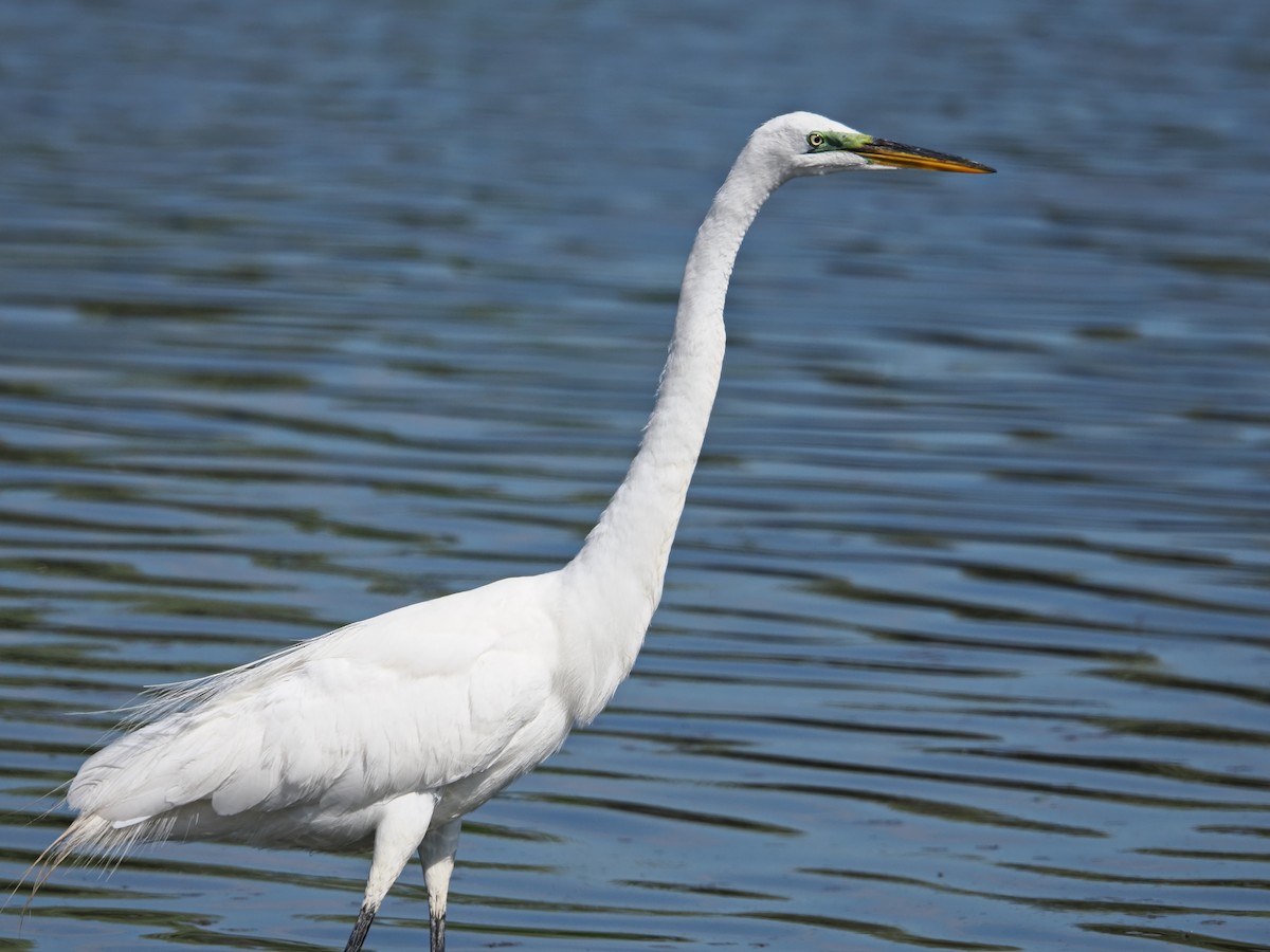 Great Egret - ML638291223