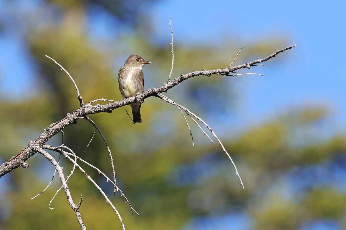 Olive-sided Flycatcher - ML638291224