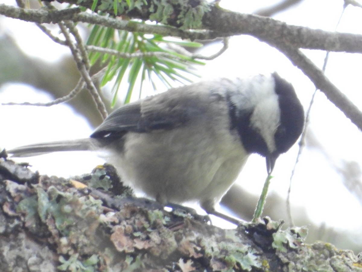 Black-capped Chickadee - ML638291227