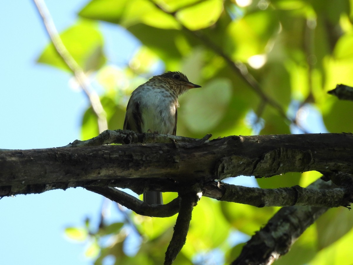 Swainson's Thrush - ML638291231