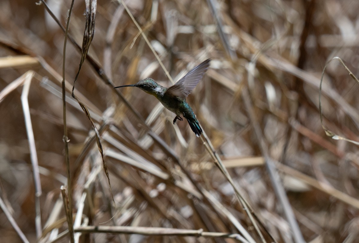 Black-chinned Hummingbird - ML638291236