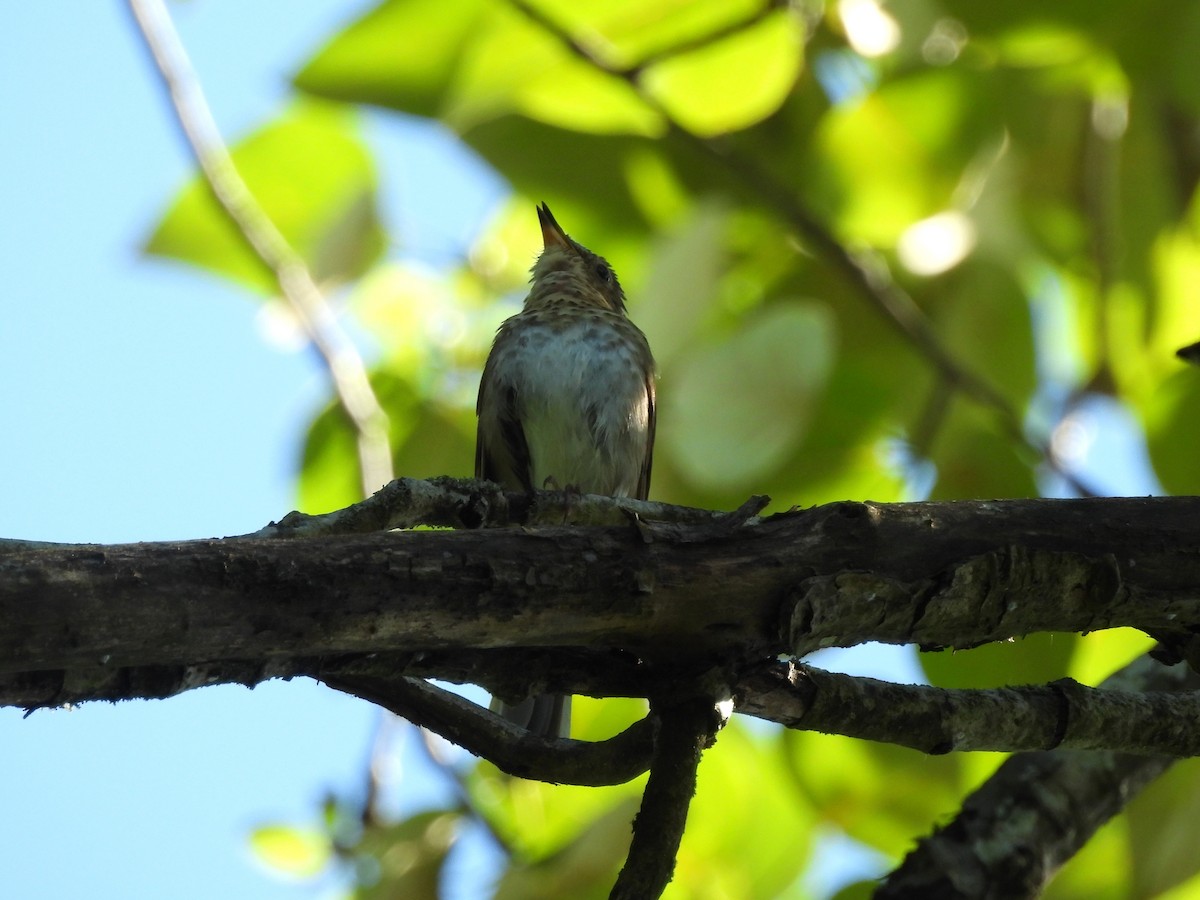 Swainson's Thrush - ML638291247