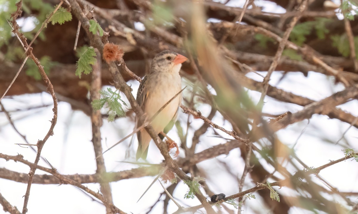 Red-billed Quelea - ML638291248