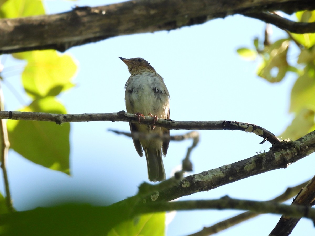 Swainson's Thrush - ML638291261