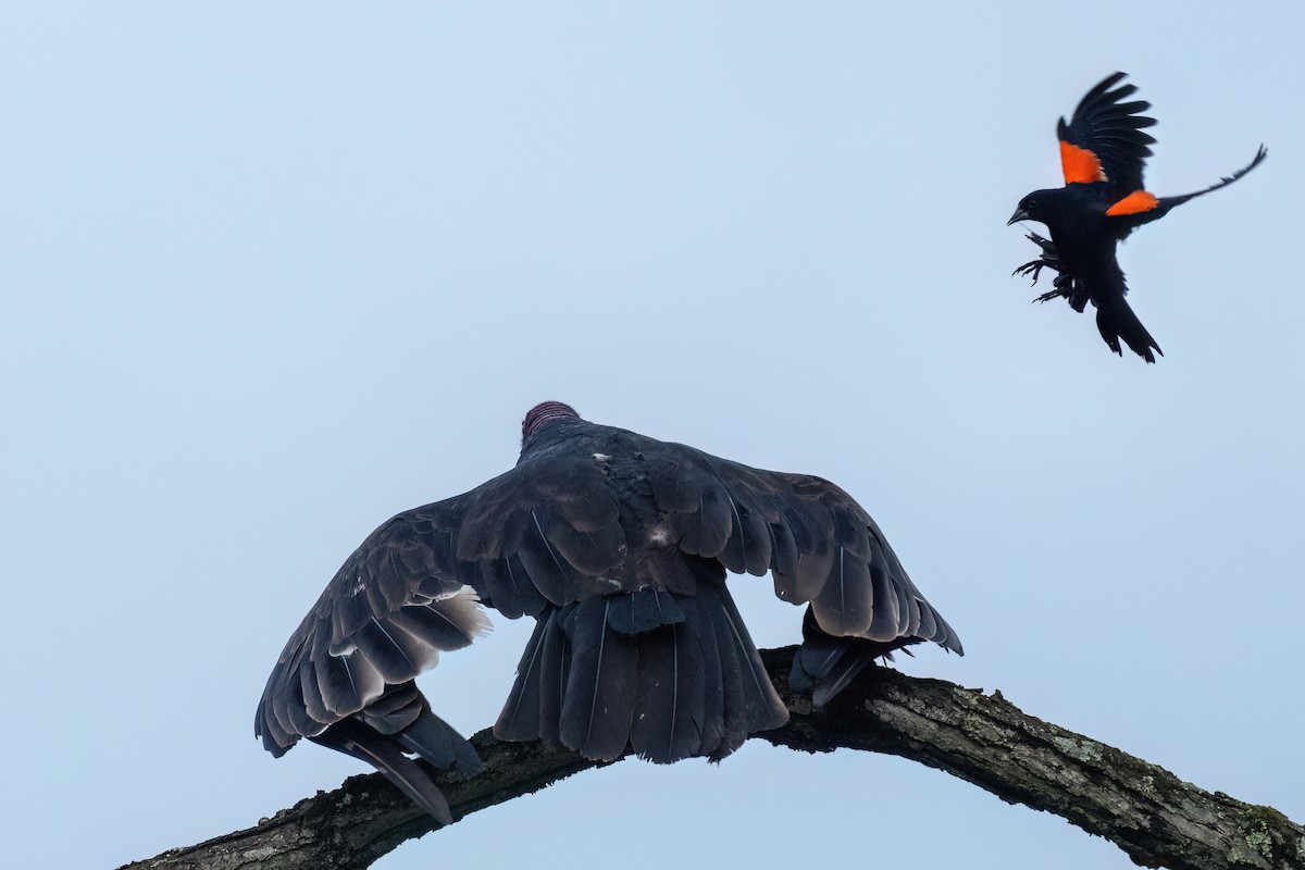 Turkey Vulture - ML638291280