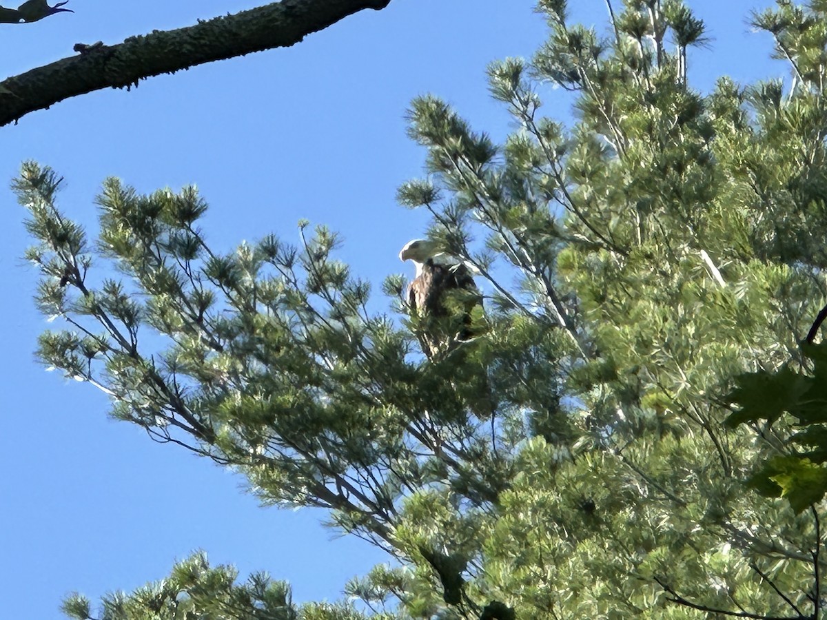 Bald Eagle - ML638291281