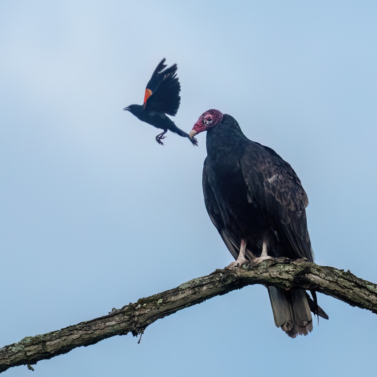 Turkey Vulture - ML638291283