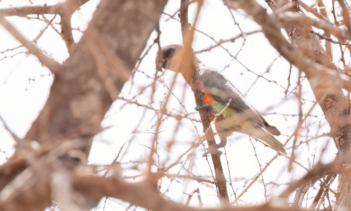 Red-bellied Parrot - ML638291287