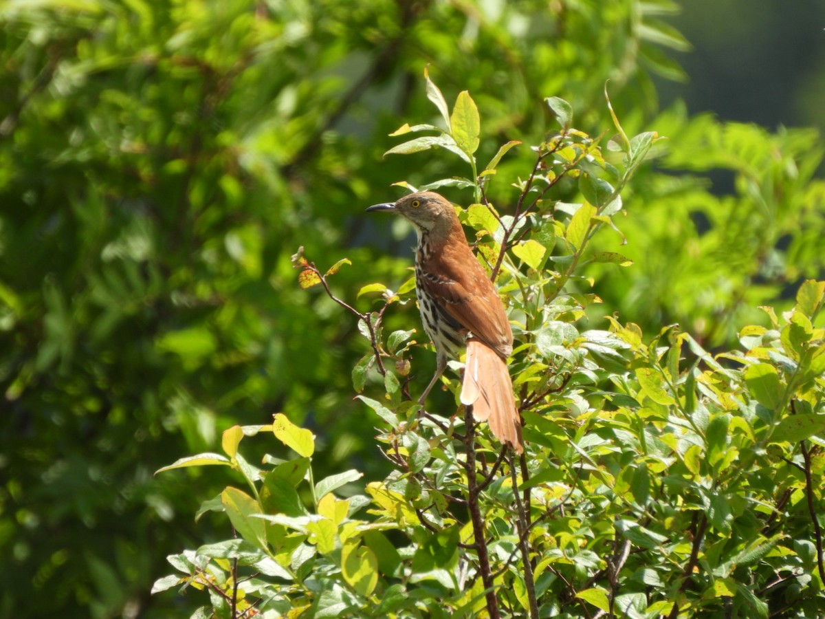 Brown Thrasher - ML638291289
