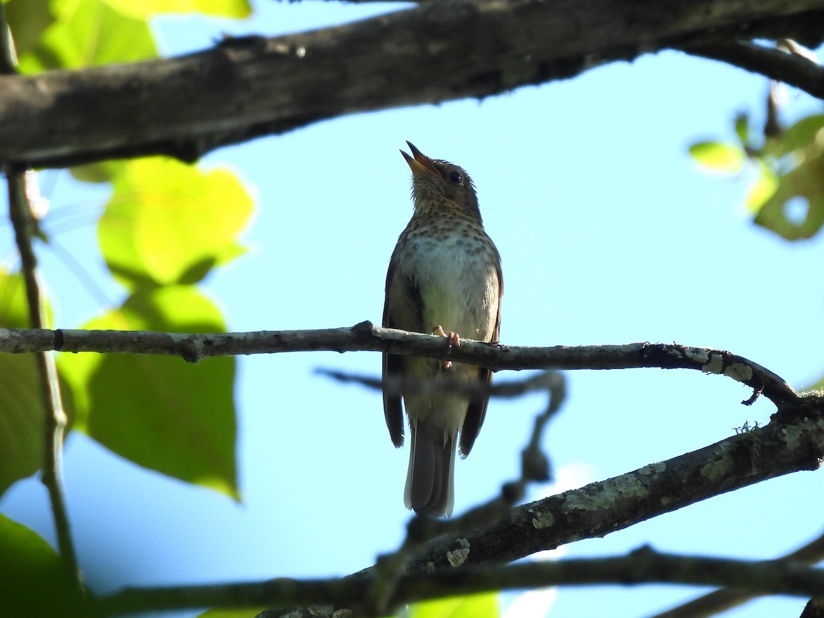 Swainson's Thrush - ML638291290