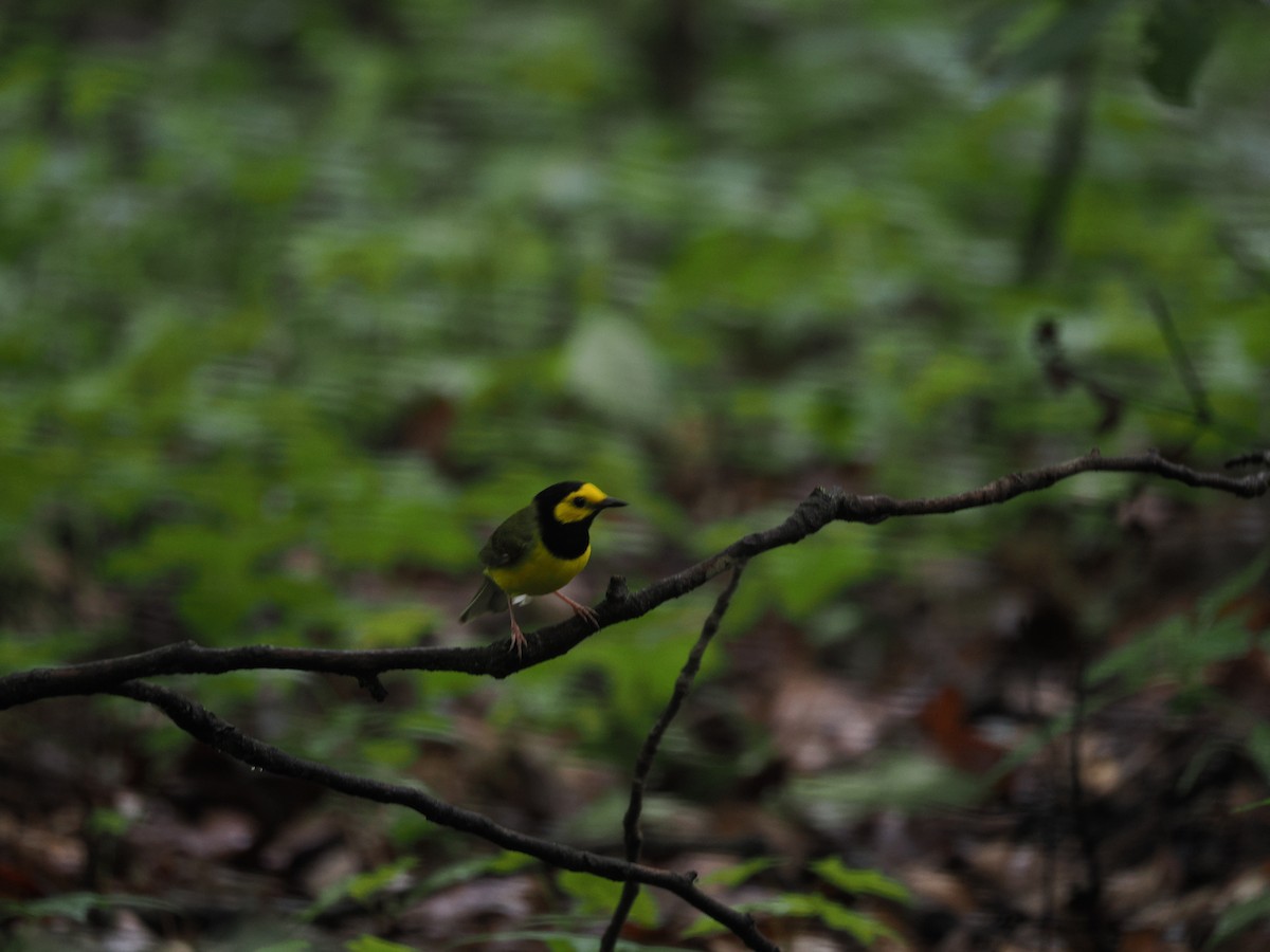 Hooded Warbler - ML638291292