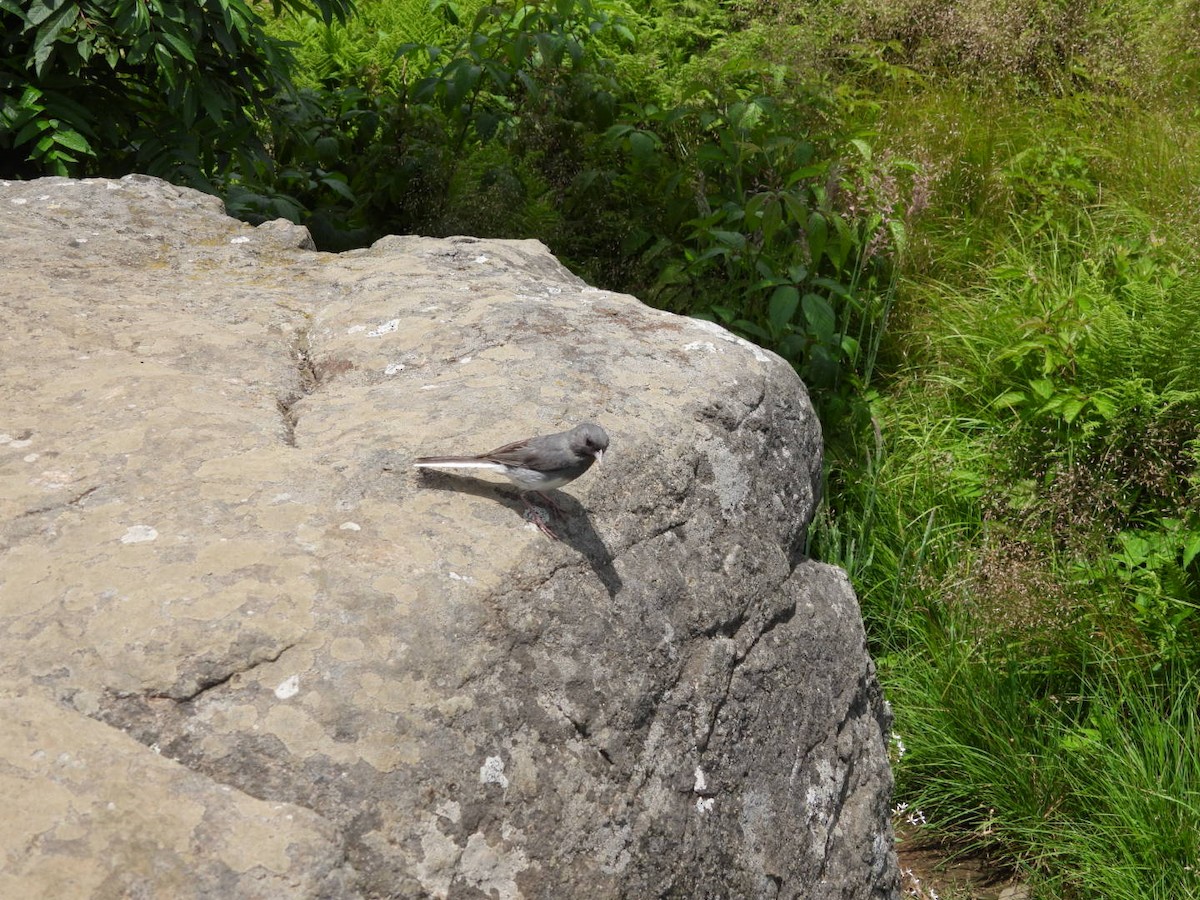 Dark-eyed Junco - ML638291297