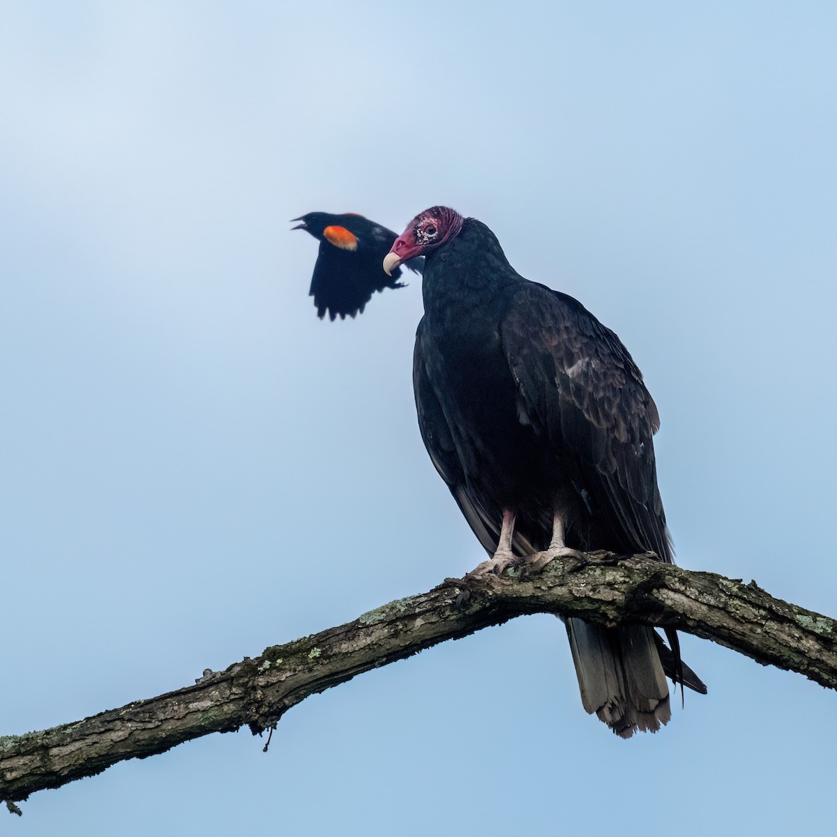 Turkey Vulture - ML638291304
