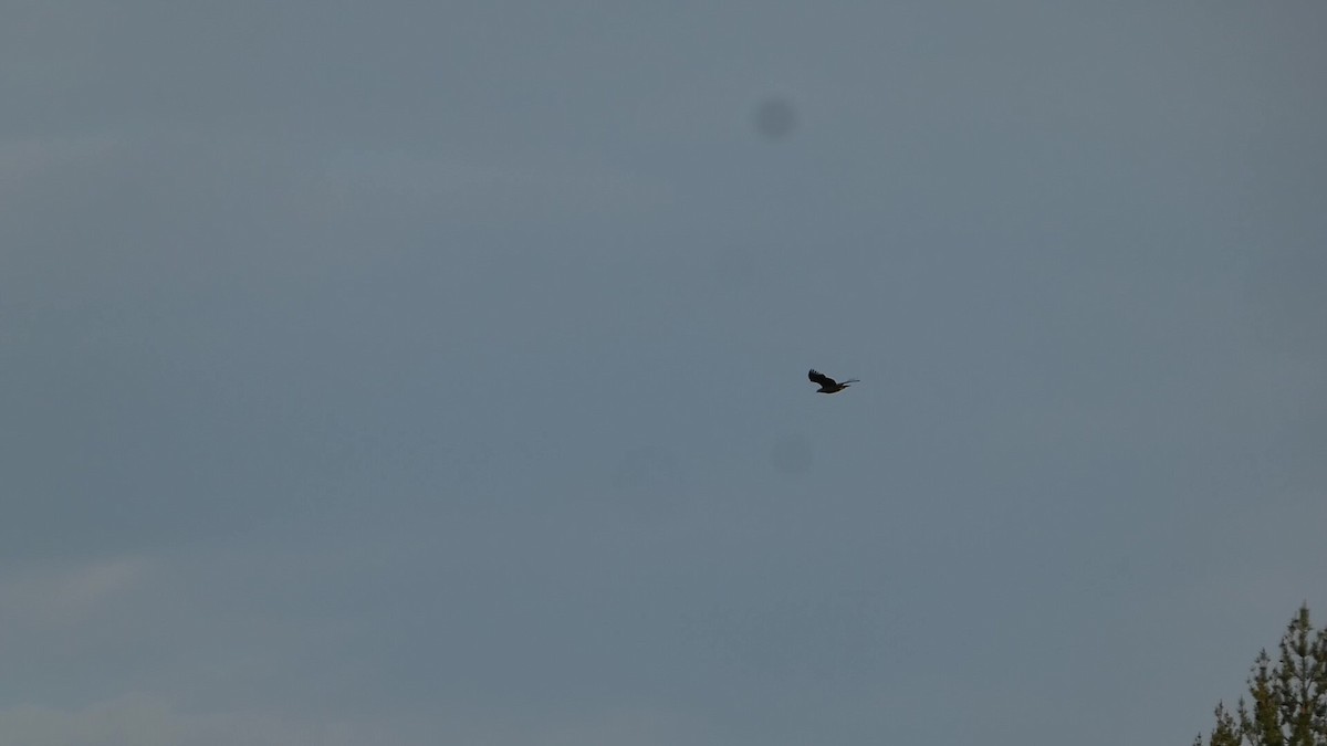 White-tailed Eagle - ML638291310