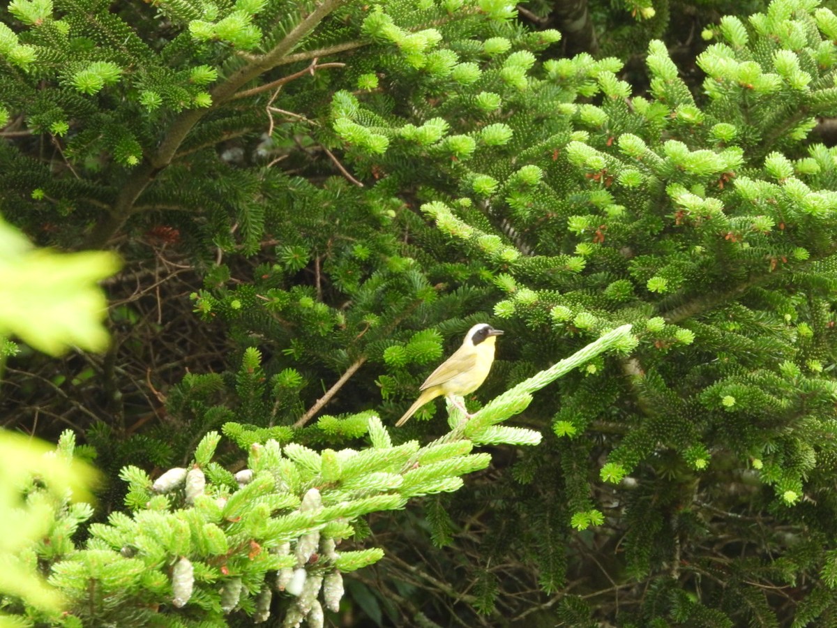Common Yellowthroat - ML638291311