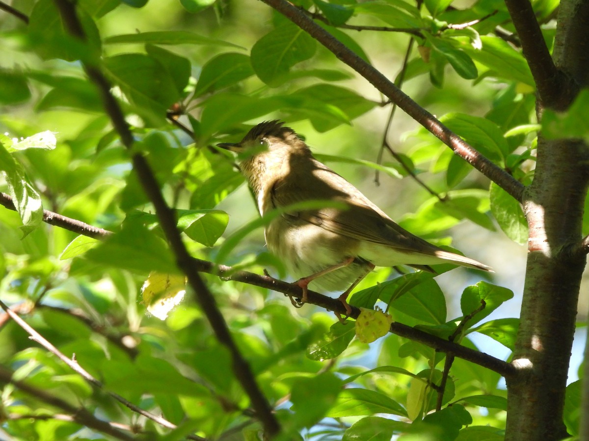 Swainson's Thrush - ML638291316